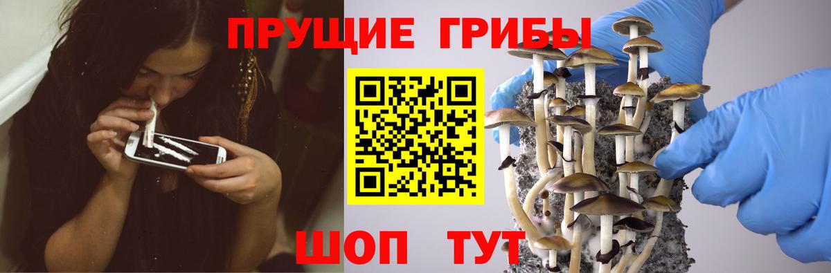 Псилоцибиновые грибы GOLDEN TEACHER  Вход с VPN  Лобня 